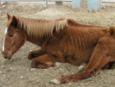 emaciated, neglected horse from a herd of 60, rescued in Idaho